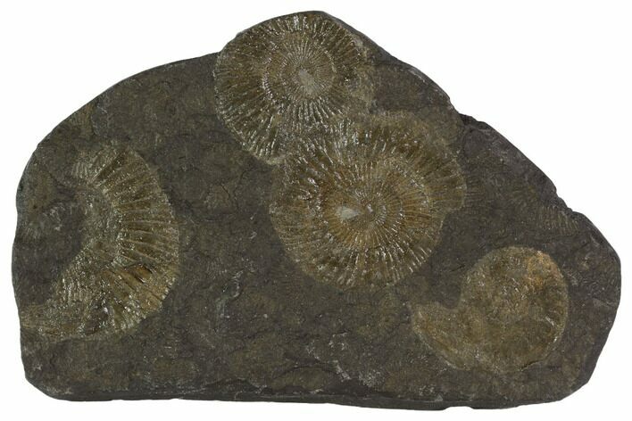 Dactylioceras Ammonite Cluster - Posidonia Shale, Germany #100242